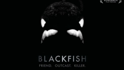 #纪录片时间# Blackfish 黑鲸 —— 水族馆里你不知道的真相