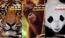 #社交媒体# WWF提醒你关注野生动物的“最后自拍”