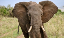 【大象】关于象牙，你不知道的七件事