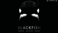 #纪录片时间# Blackfish 黑鲸 —— 水族馆里你不知道的真相